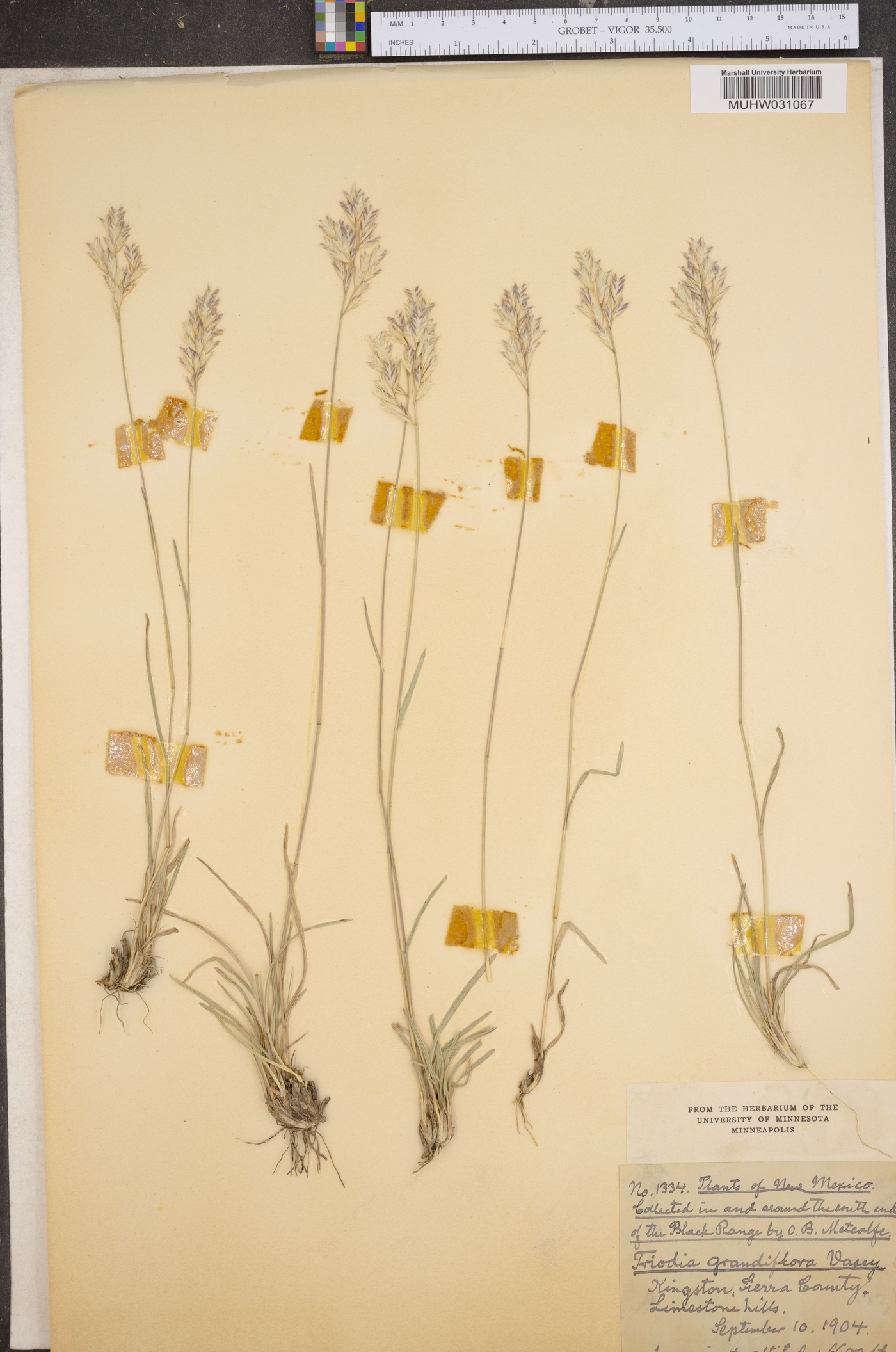 Triodia grandiflora image