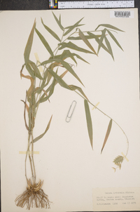 Chasmanthium latifolium image