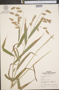 Chasmanthium latifolium image