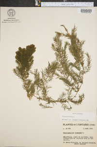 Ceratophyllum demersum image