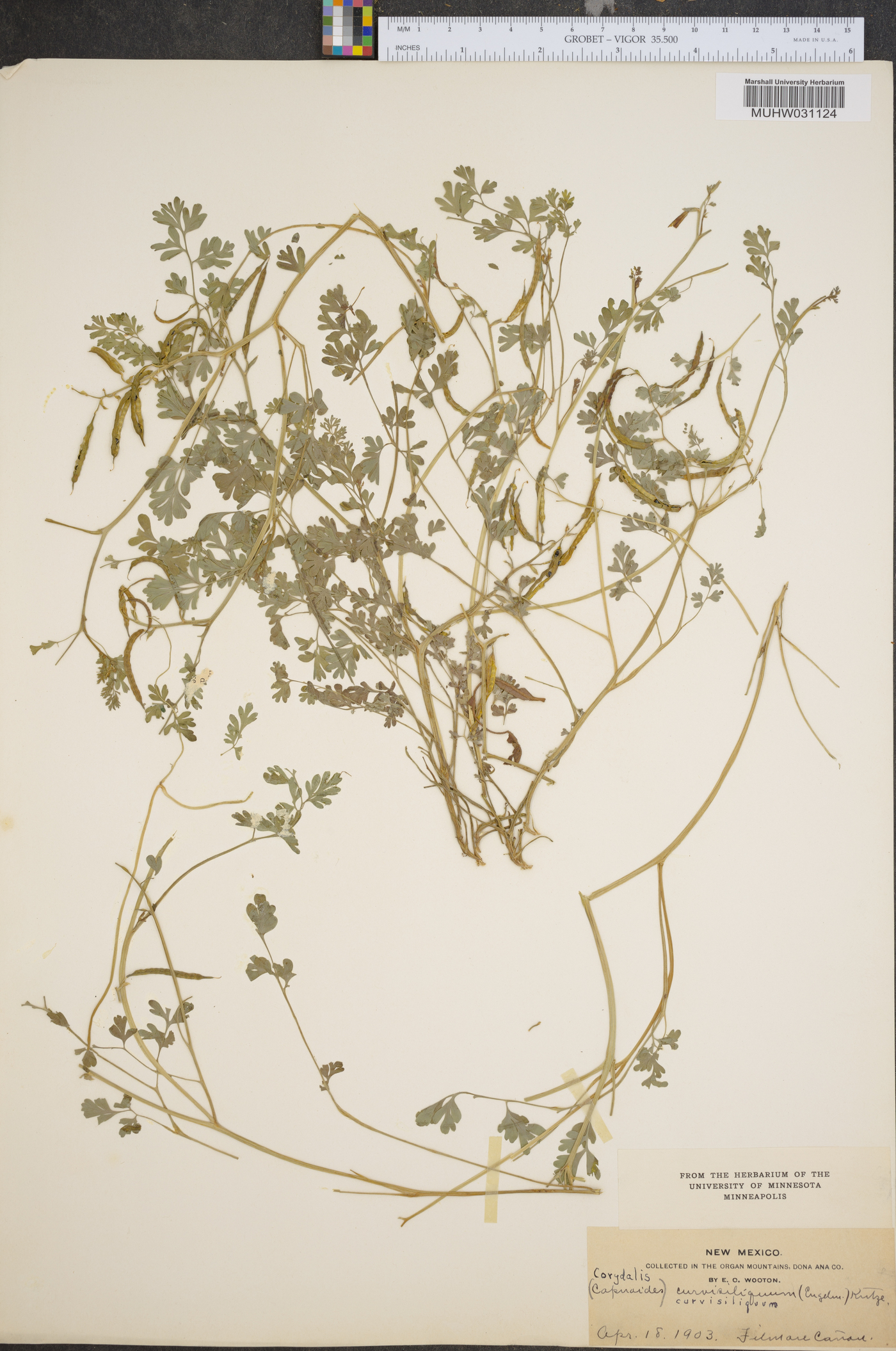 Corydalis curvisiliqua image