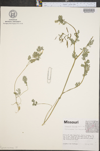 Corydalis flavula image