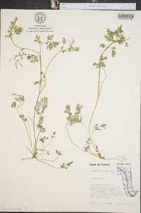 Corydalis flavula image
