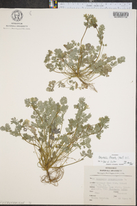 Capnoides sempervirens image