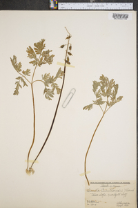 Dicentra cucullaria image