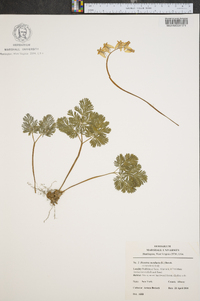 Dicentra cucullaria image