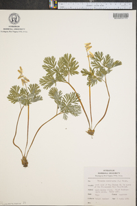 Dicentra cucullaria image