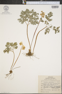 Dicentra cucullaria image