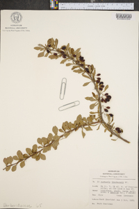 Berberis thunbergii image