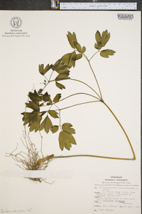 Caulophyllum thalictroides image