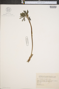 Caulophyllum thalictroides image