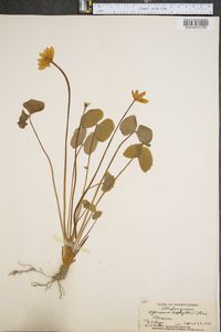 Jeffersonia diphylla image