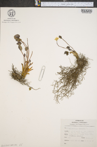 Jeffersonia diphylla image