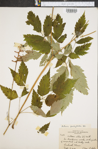 Actaea pachypoda image