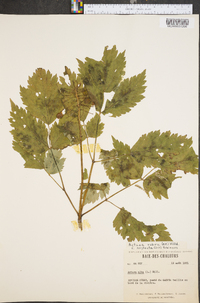 Actaea rubra image