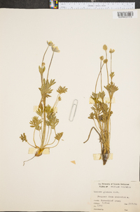 Anemone multifida var. hudsoniana image