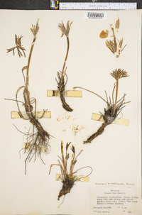 Pulsatilla patens image