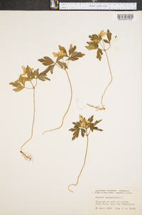 Anemone quinquefolia image