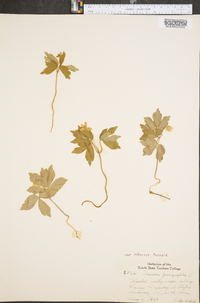 Anemone quinquefolia image