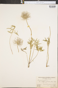 Pulsatilla patens image