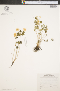 Anemonella thalictroides image