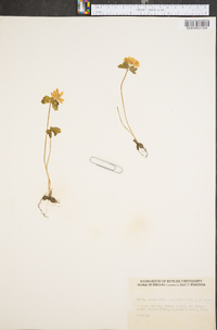 Anemonella thalictroides image