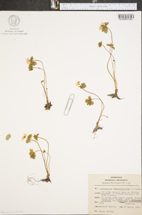 Anemonella thalictroides image