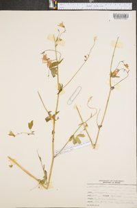 Aquilegia formosa image