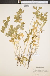 Aquilegia truncata image