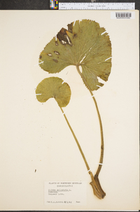 Caltha palustris image