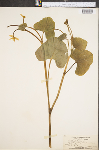 Caltha palustris image