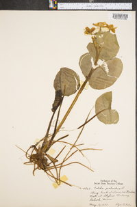 Caltha palustris image