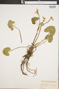 Caltha palustris image