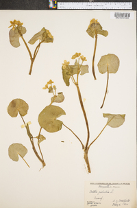 Caltha palustris image