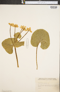 Caltha palustris image