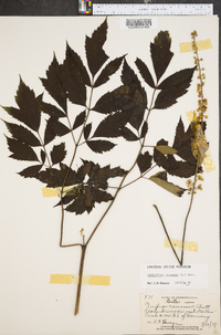 Actaea racemosa image