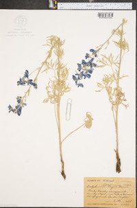 Delphinium tricorne image