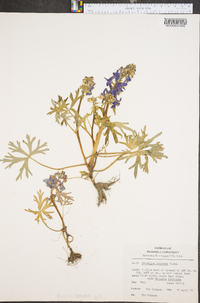 Delphinium tricorne image