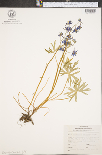 Delphinium tricorne image
