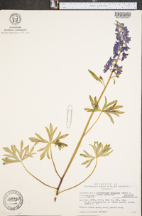 Delphinium tricorne image
