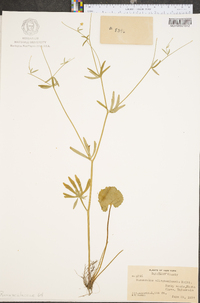 Ranunculus allegheniensis image