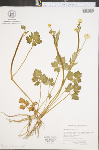 Ranunculus acris image