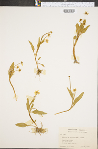 Ranunculus calthaeflorus image