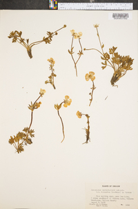 Ranunculus eschscholtzii var. trisectus image