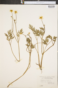 Ranunculus repens image