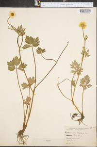 Ranunculus repens image