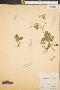 Ranunculus repens image
