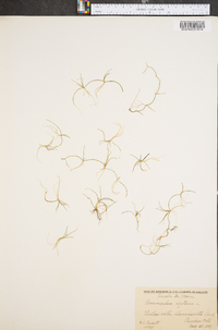 Ranunculus flammula image