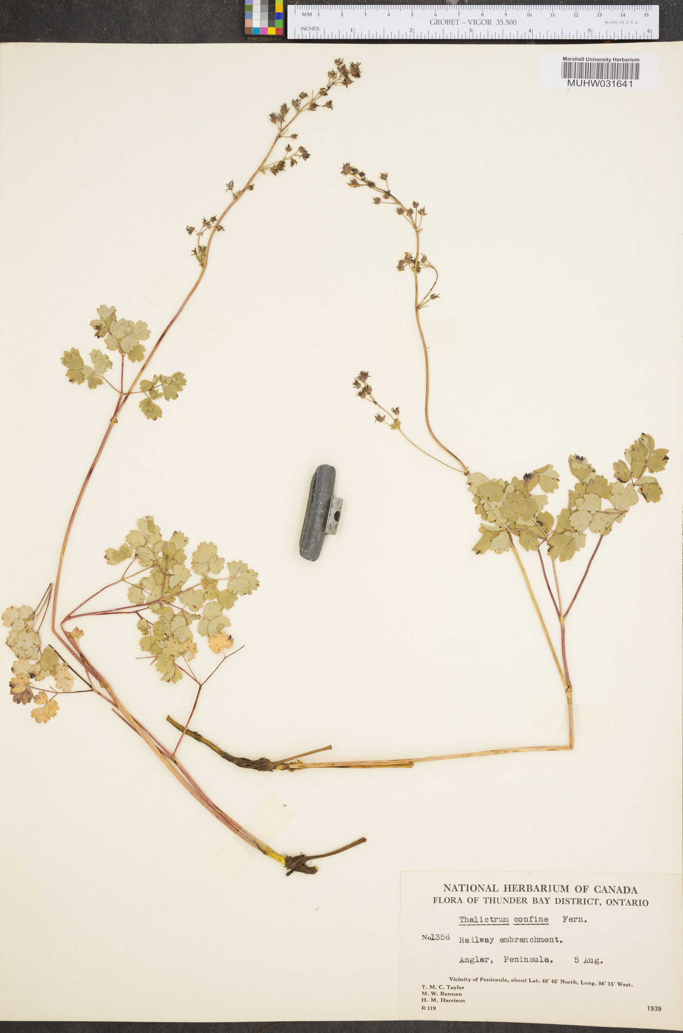 Thalictrum confine image