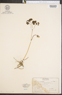 Thalictrum dioicum image